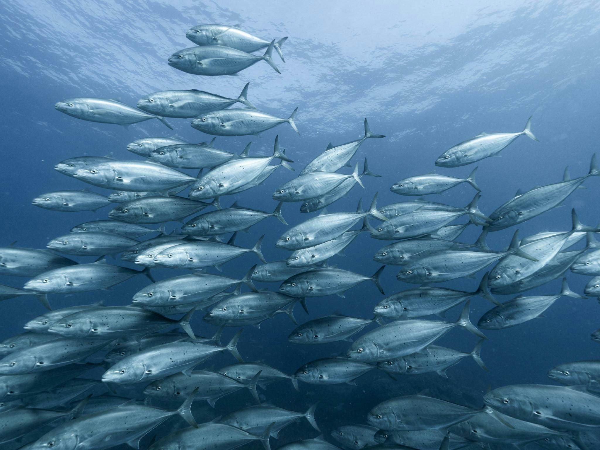 Fish Fish