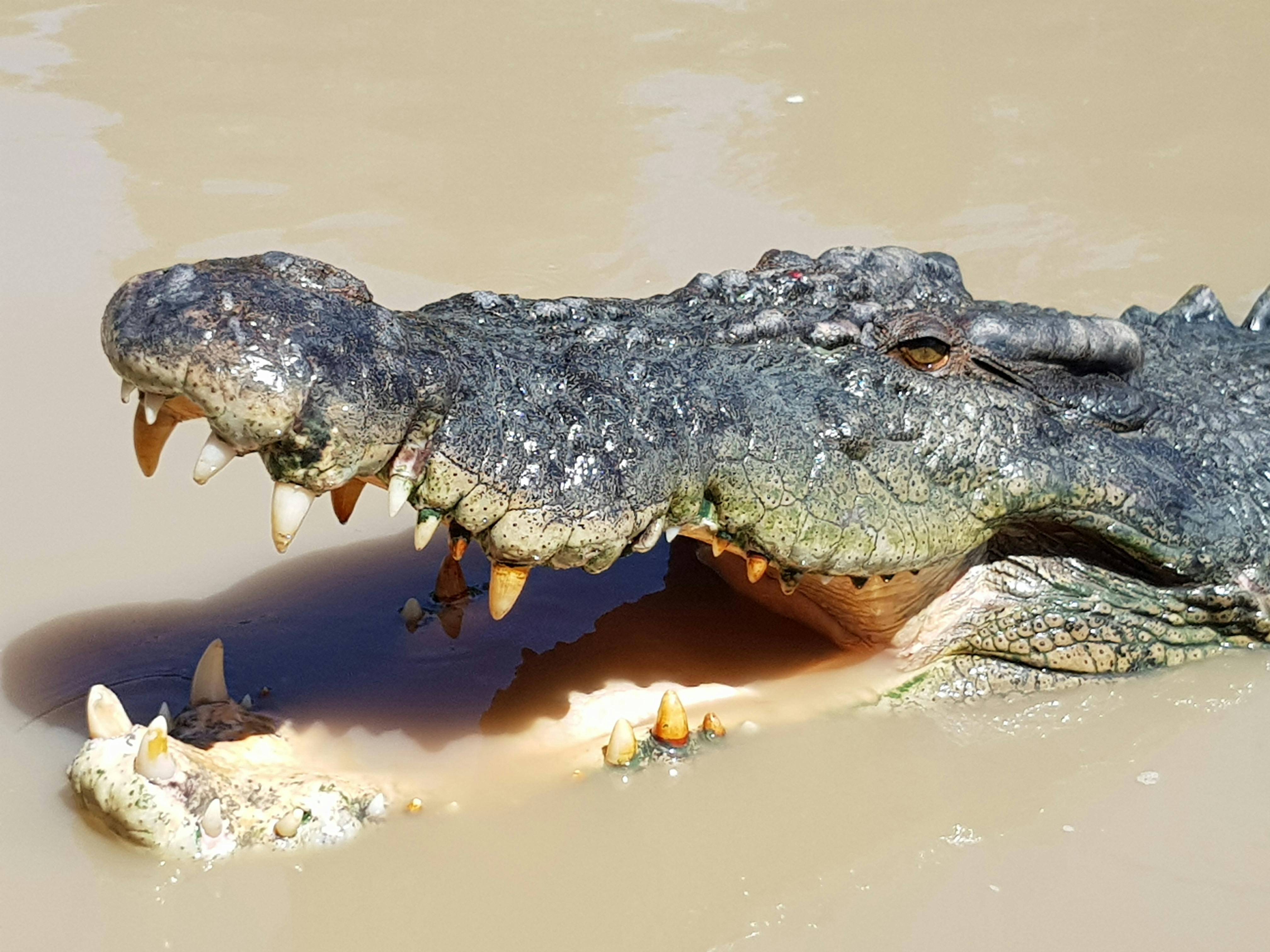 Close to the croc.