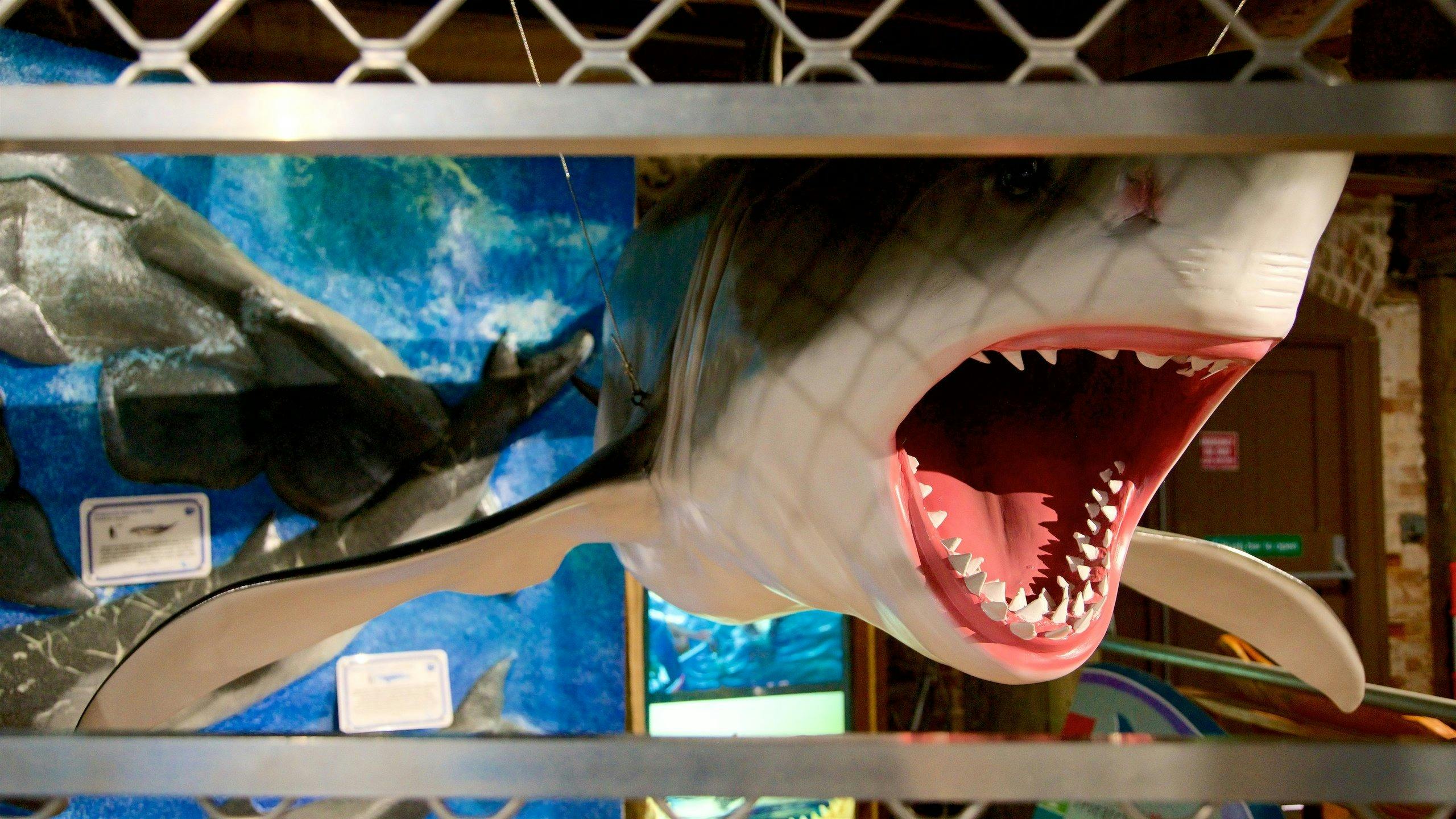 Rodney Fox Exhibit, Whale Centre