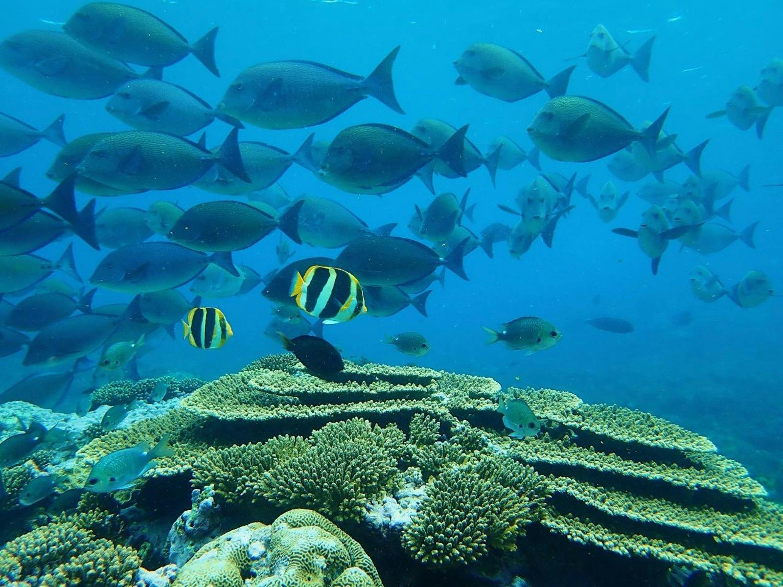 View some of unusual lagoon inhabitants such as the double-header wrasse, stingrays & turtles.