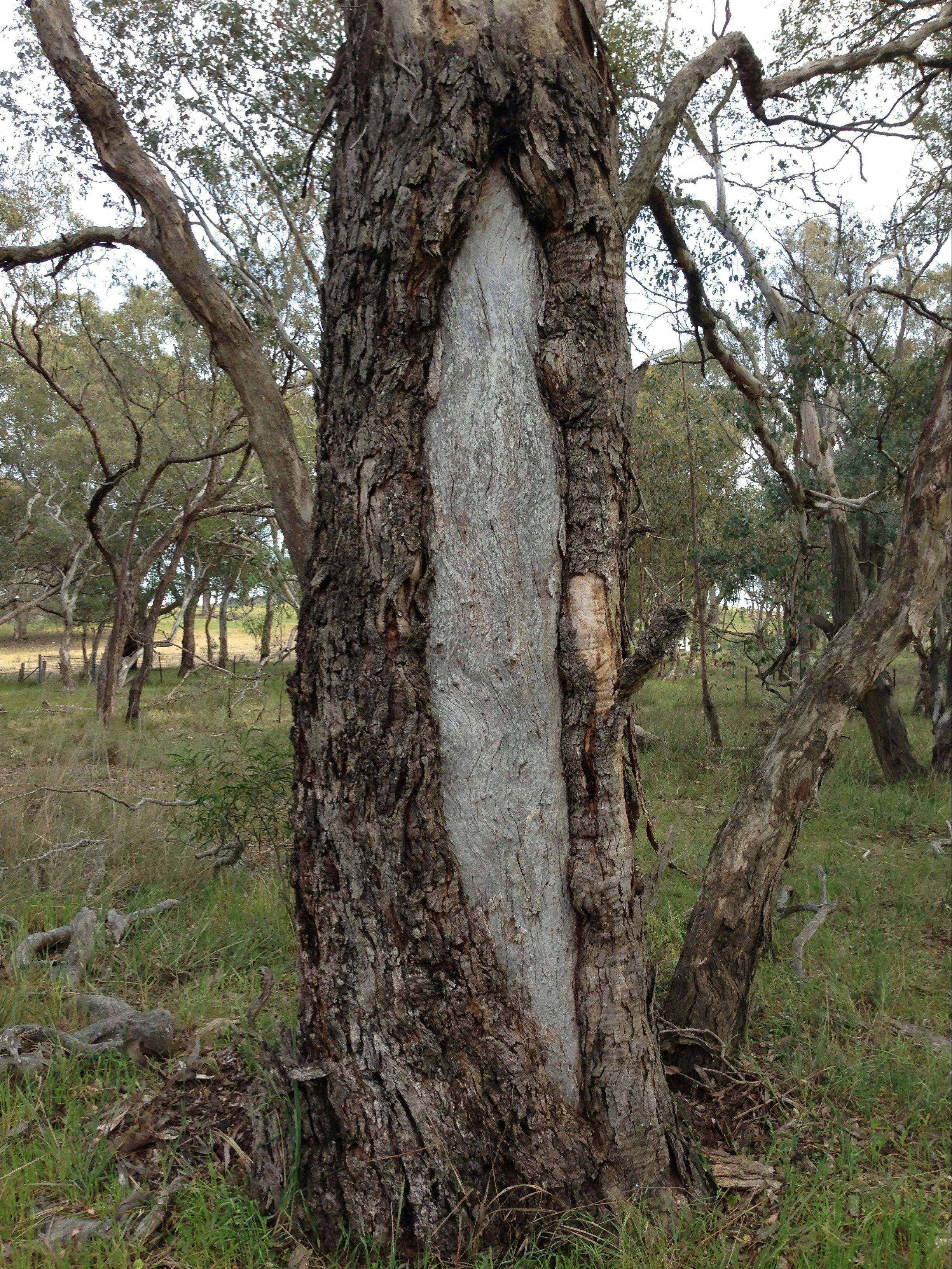 Scar tree