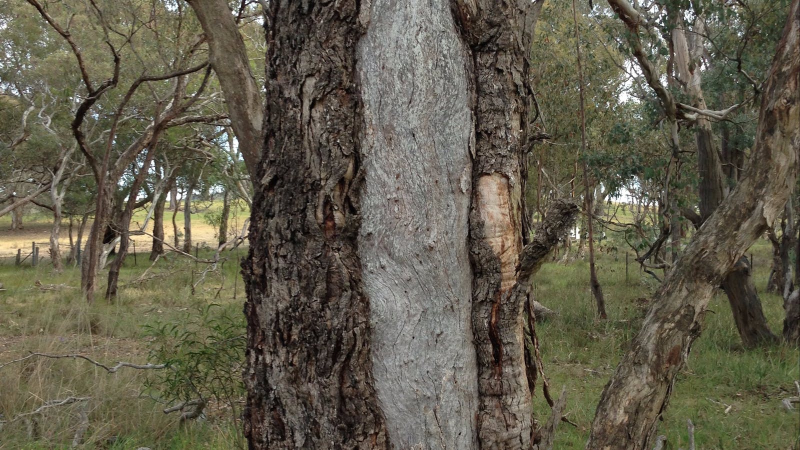 Scar tree