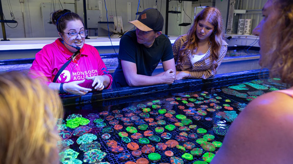 Tour guide explaining coral aquaculture at  Monsoon Aquatics Coral Farm Bundaberg