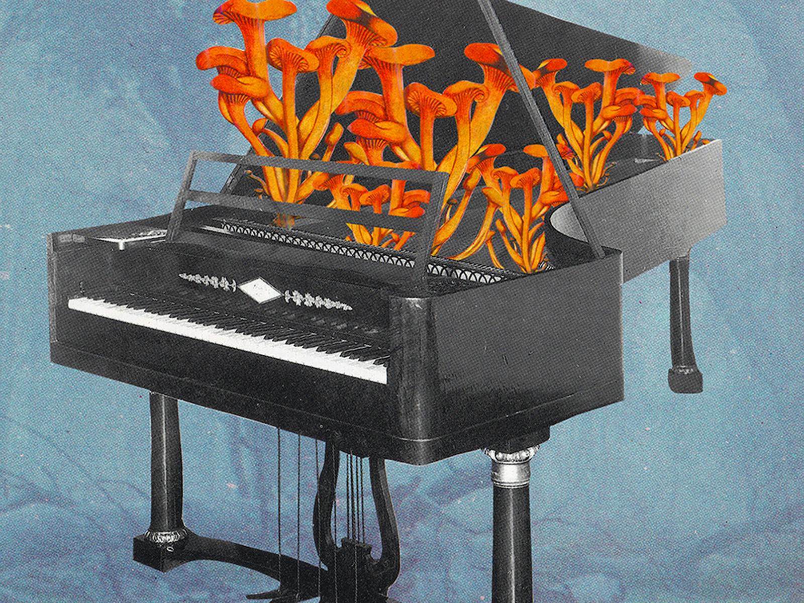 Image for Fungi Feastival Collage Forage - Moruya