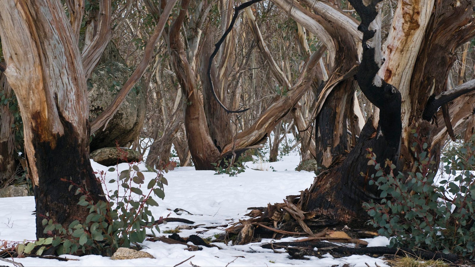 Mount Buffalo National Park