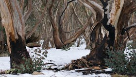 Mount Buffalo National Park