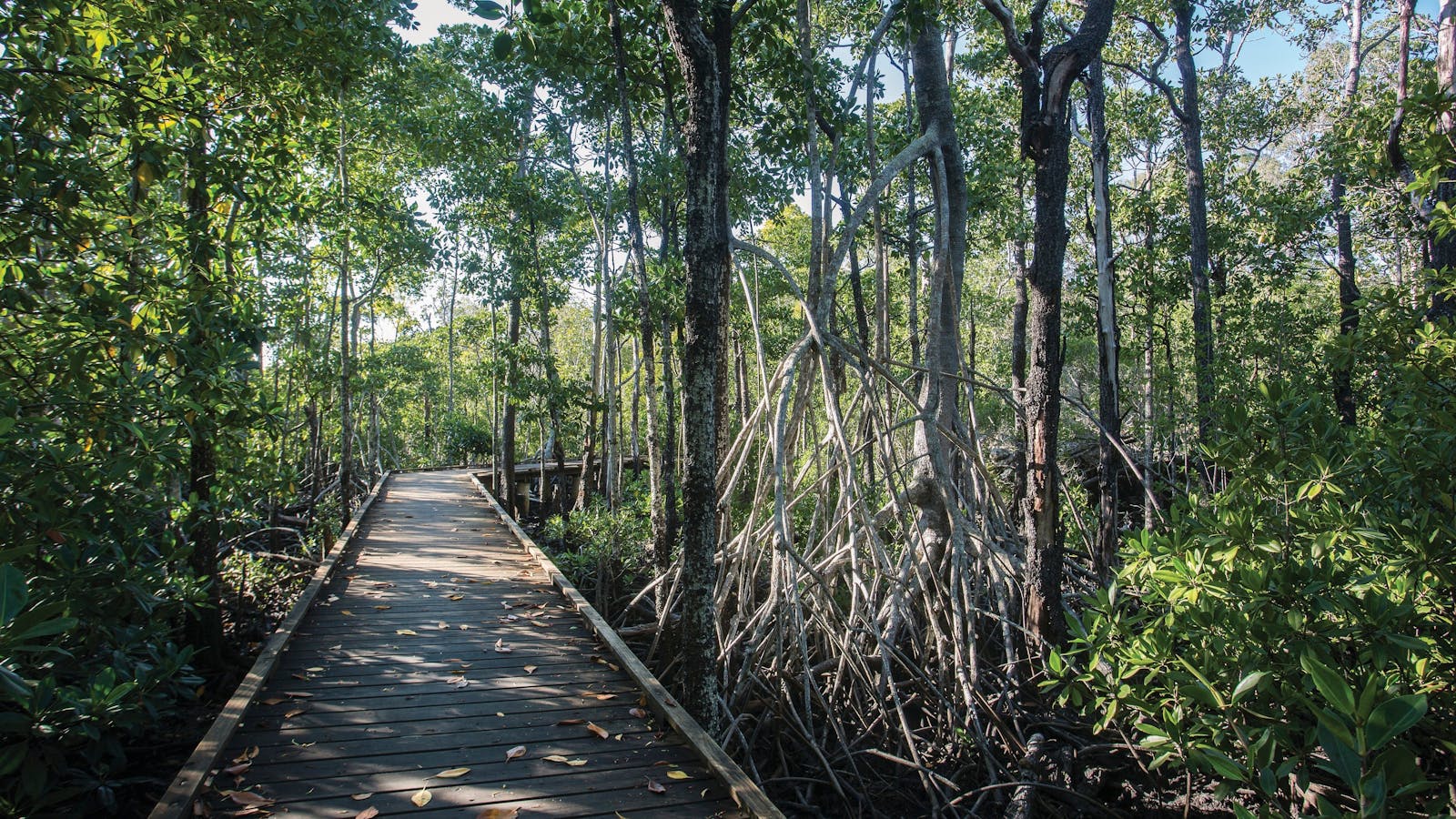 How to Holiday on The Hibiscus Coast with your Family