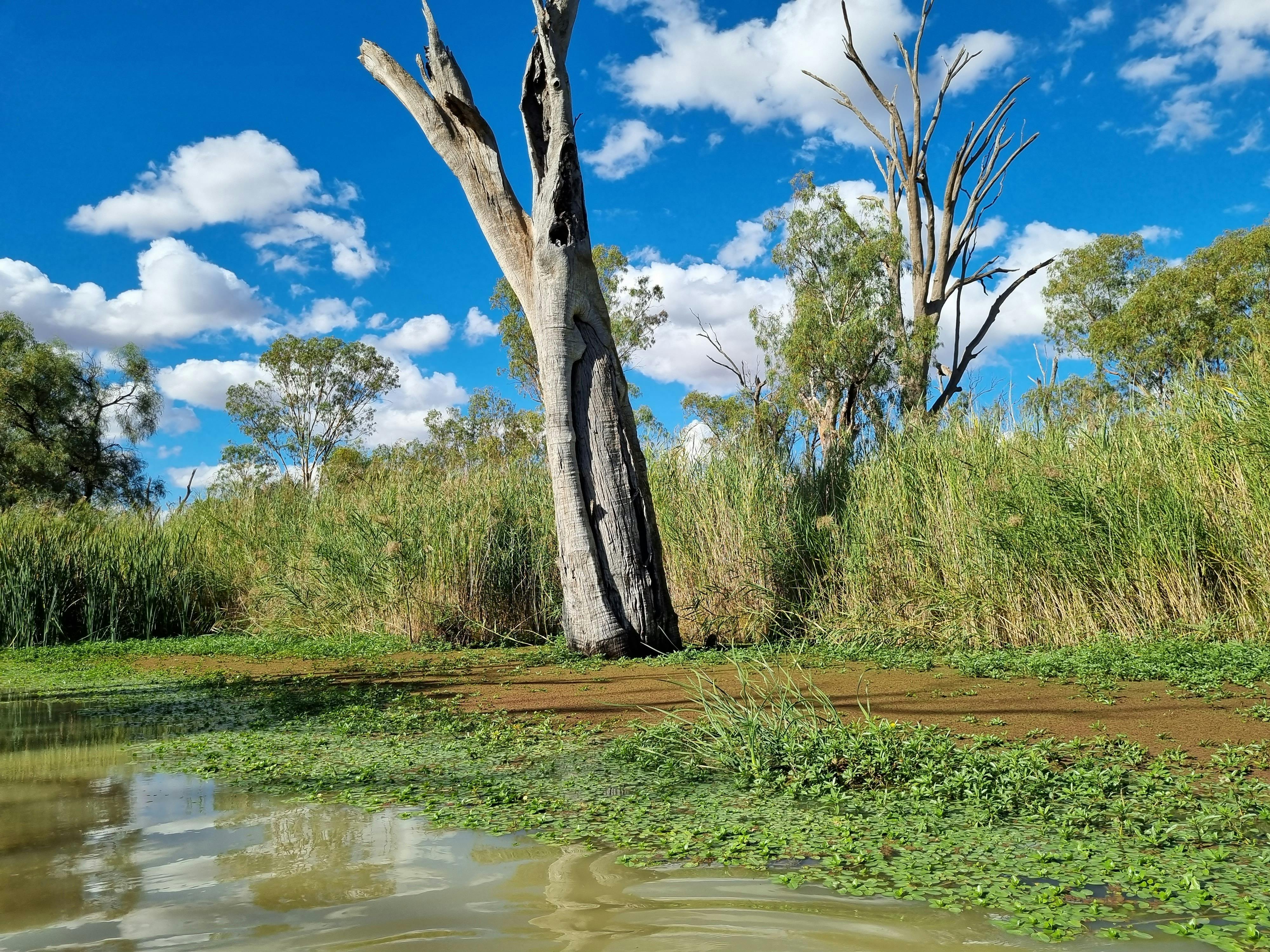 Canoe Tree in creek