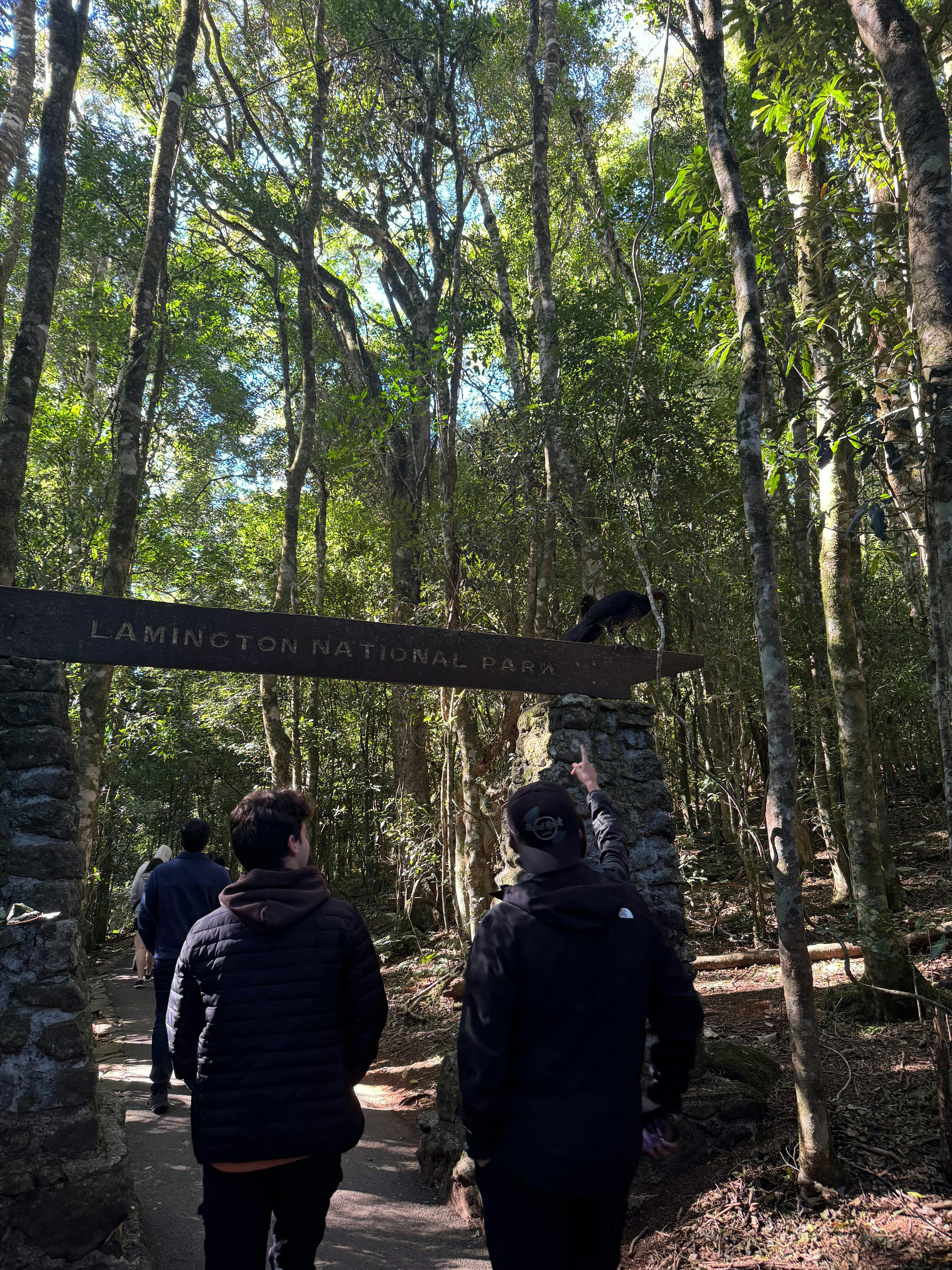 Lamington Day Tour: O’Reilly’s Tree Top Walk, Wildlife & Wine Tasting