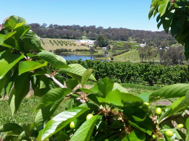 valley fresh cherries and stonefruit nsw holidays