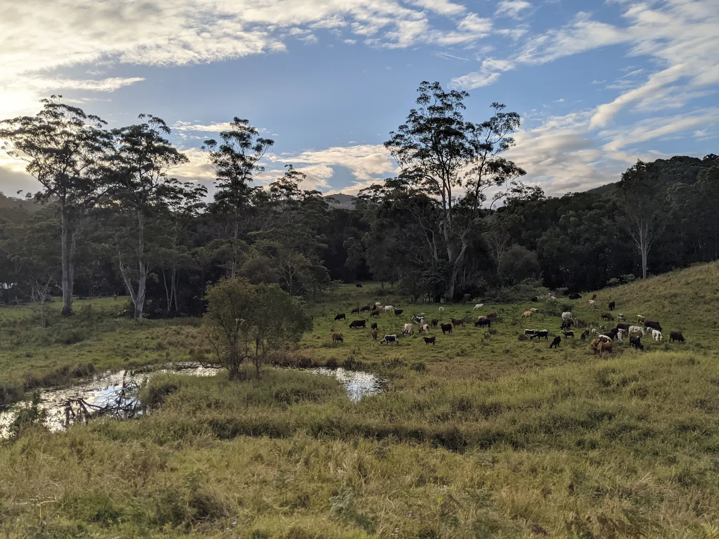 Eastwell's landscape with cattle