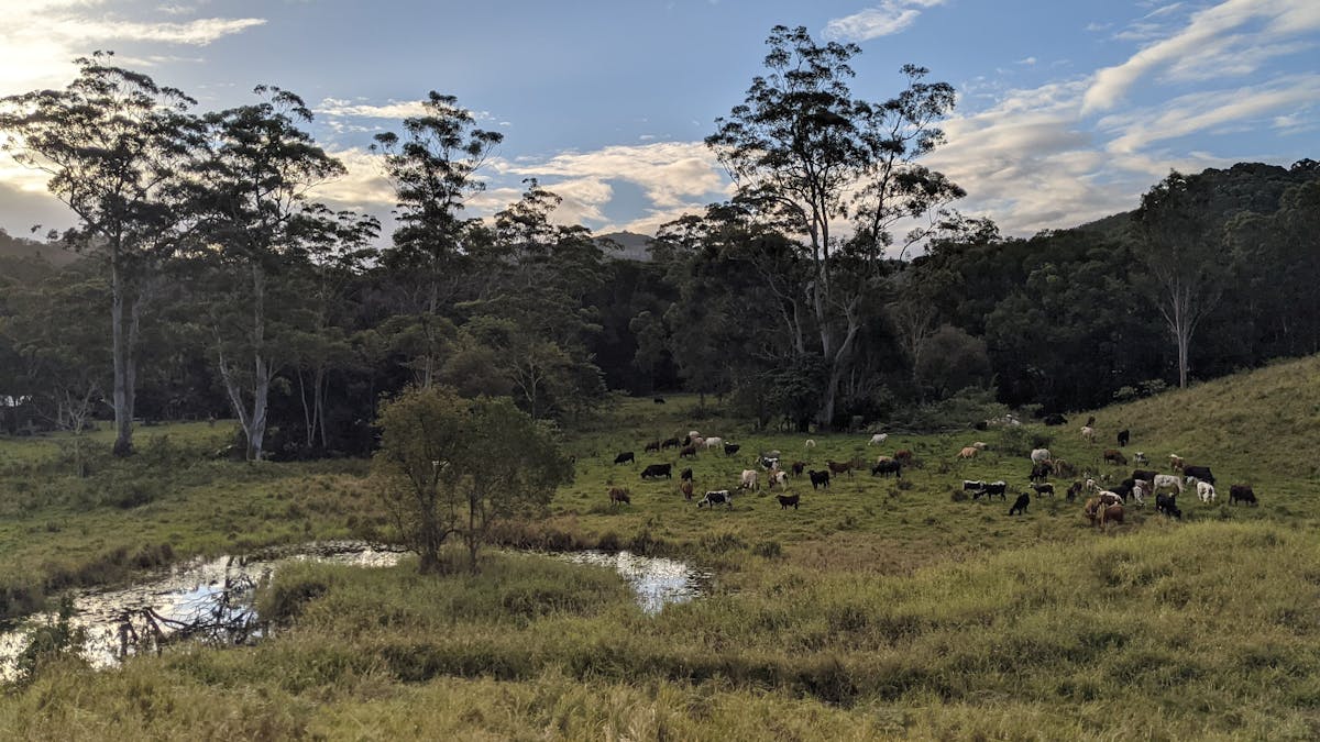 Eastwell's landscape with cattle