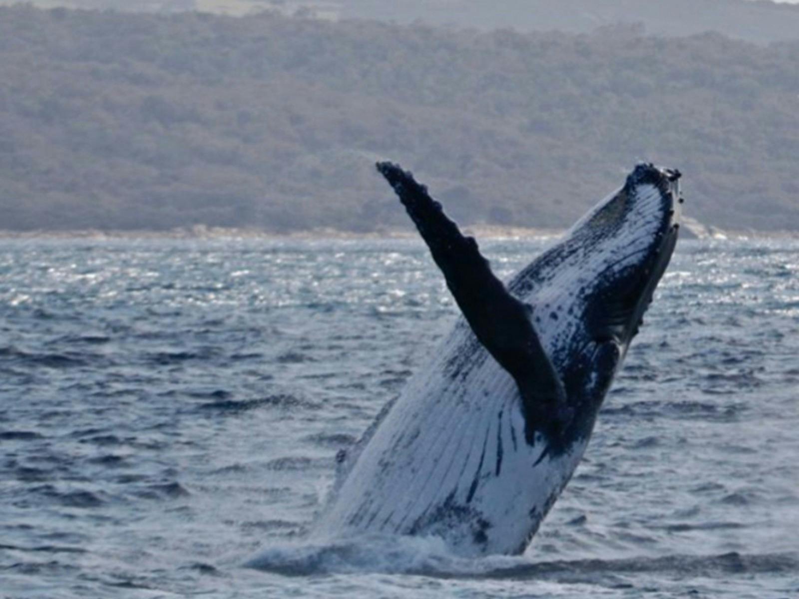 Whale Watching Tour