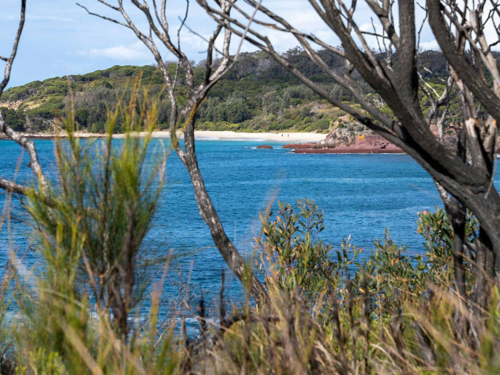 Mowaly Beach visible through trees along a coastal trail.