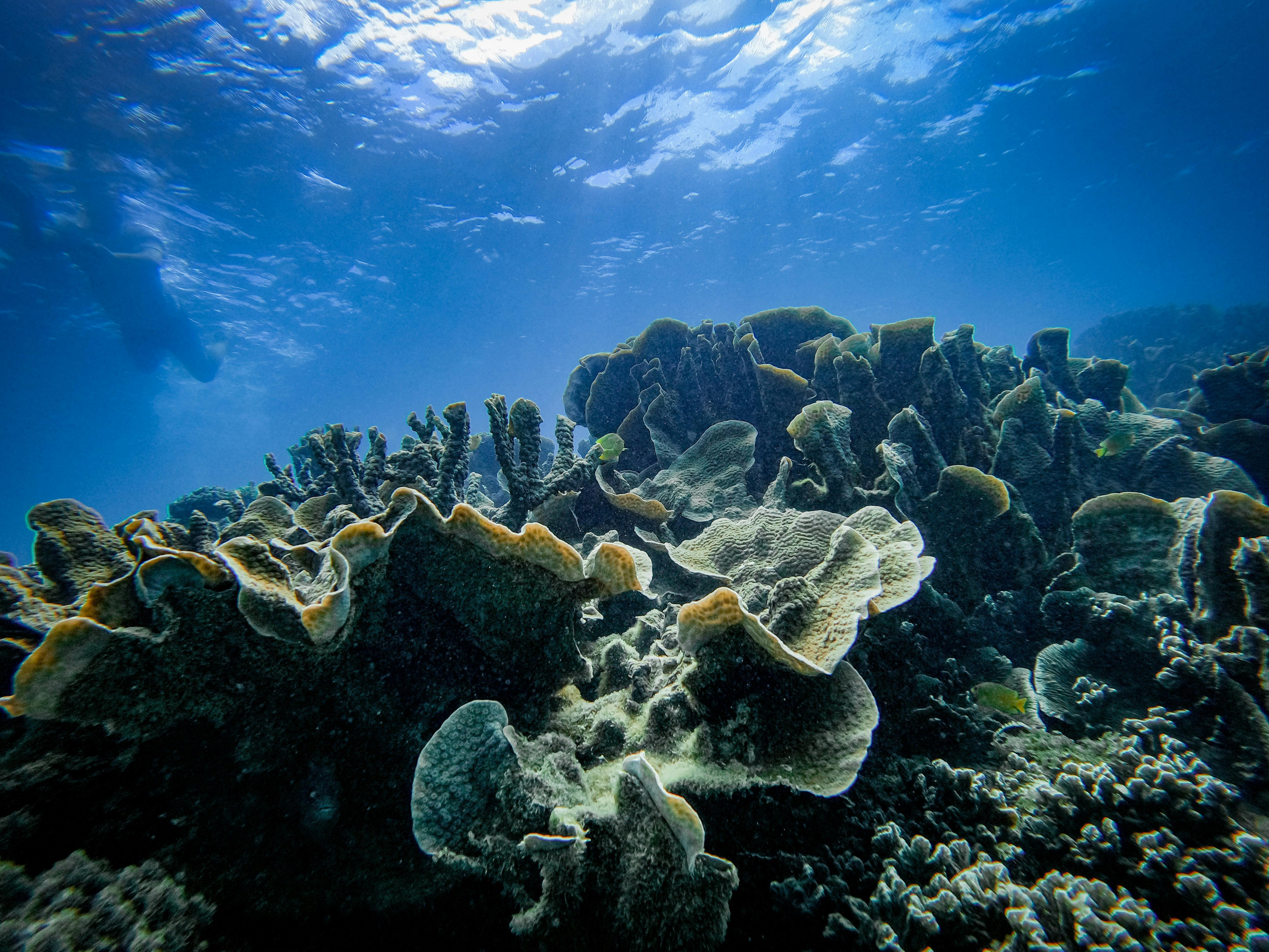 Ningaloo Ecology Cruises Glass Bottom Boat, Exmouth, Western Australia