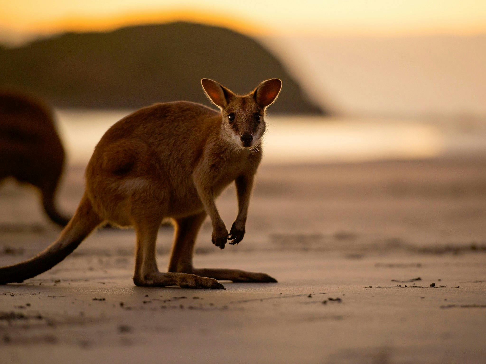 Cape Hillsborough – A Low Tide Fishing Adventure