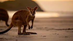 Cape Hillsborough – A Low Tide Fishing Adventure