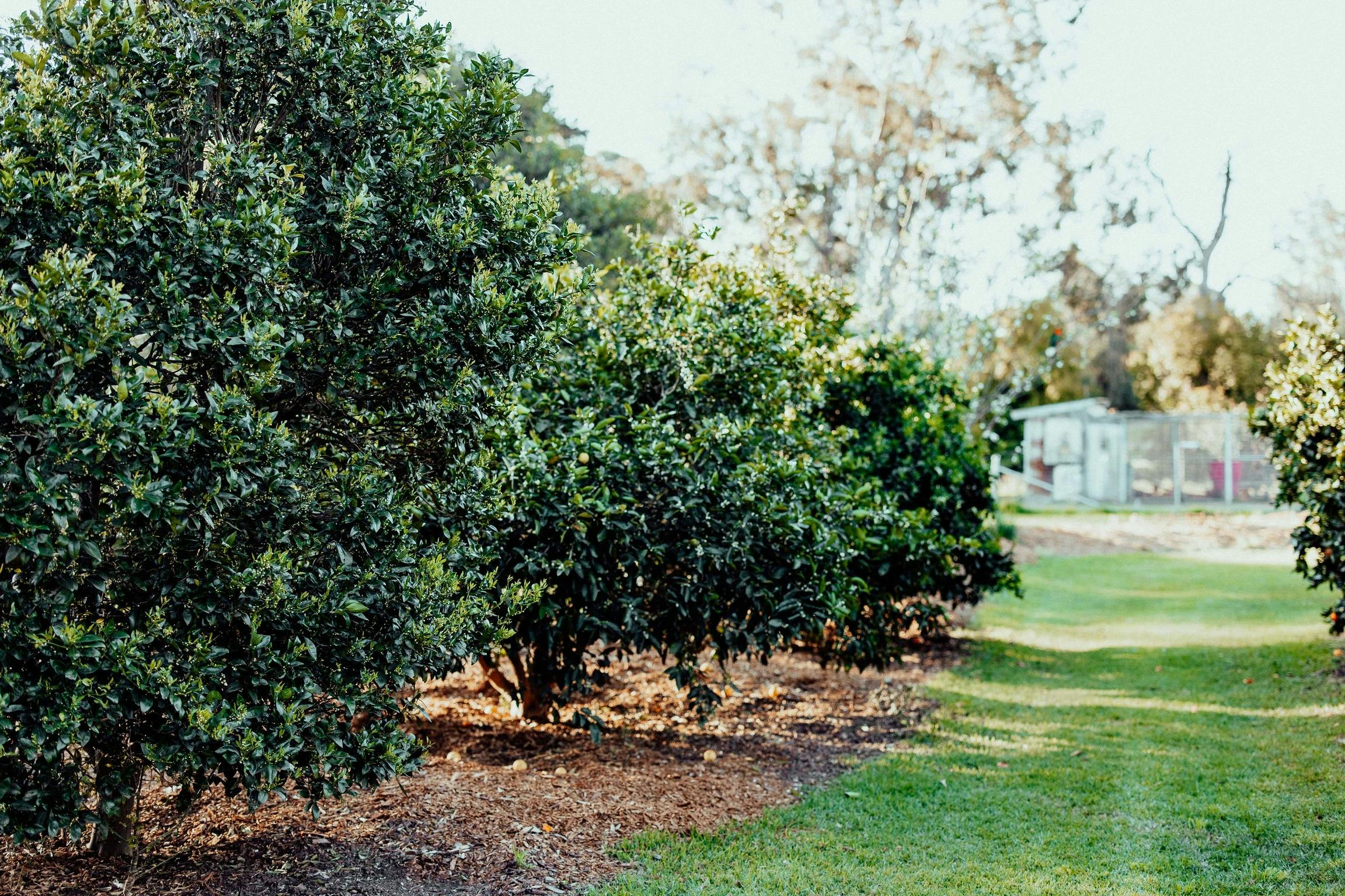 The Werombee Hive farm stay orchard in Theresa Park, NSW