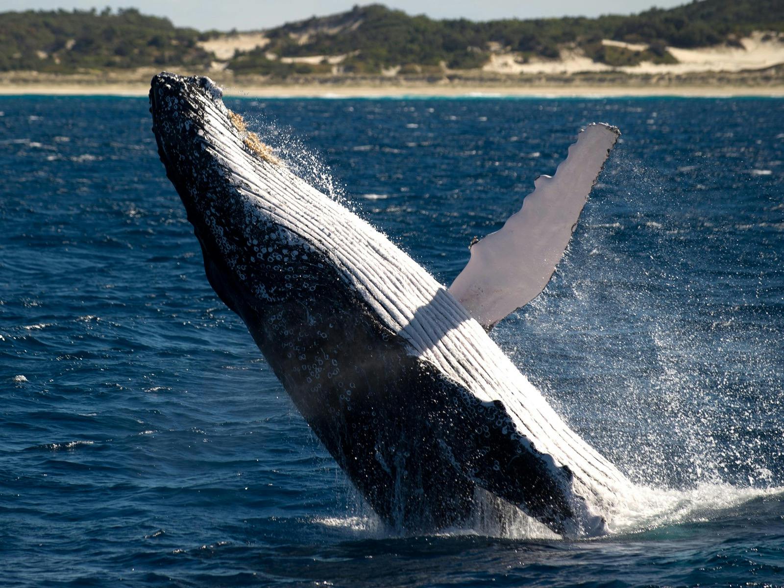 Whale Watching Cruise