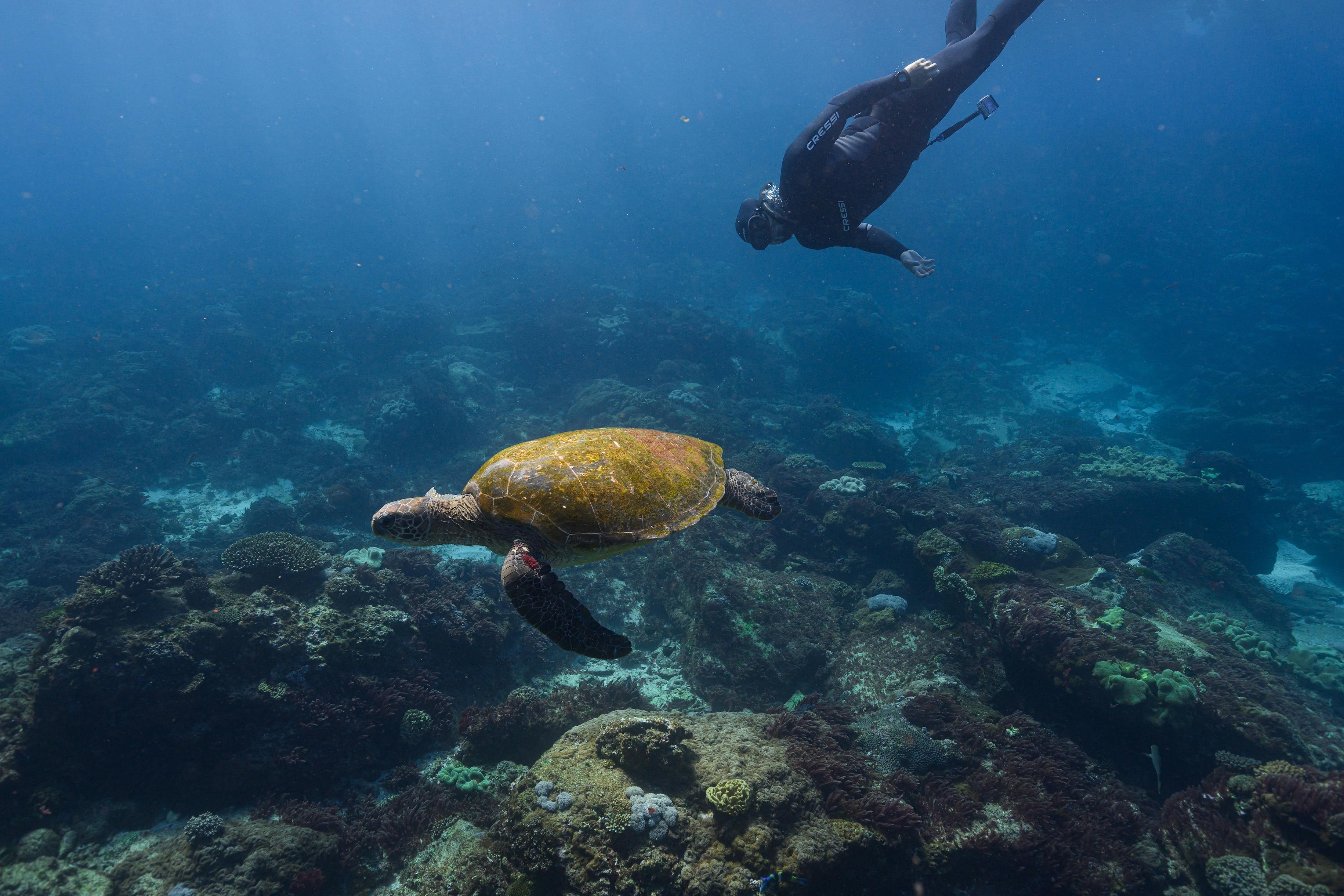 The Pressure Project Freediving Course