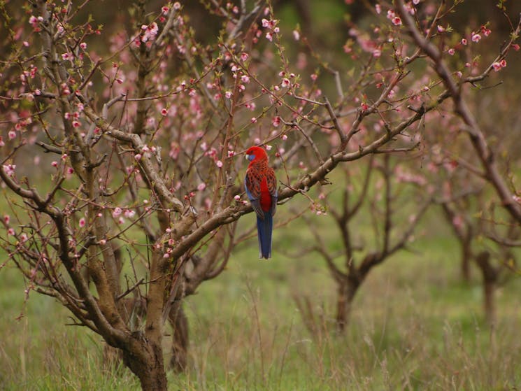 Crimson Rosella