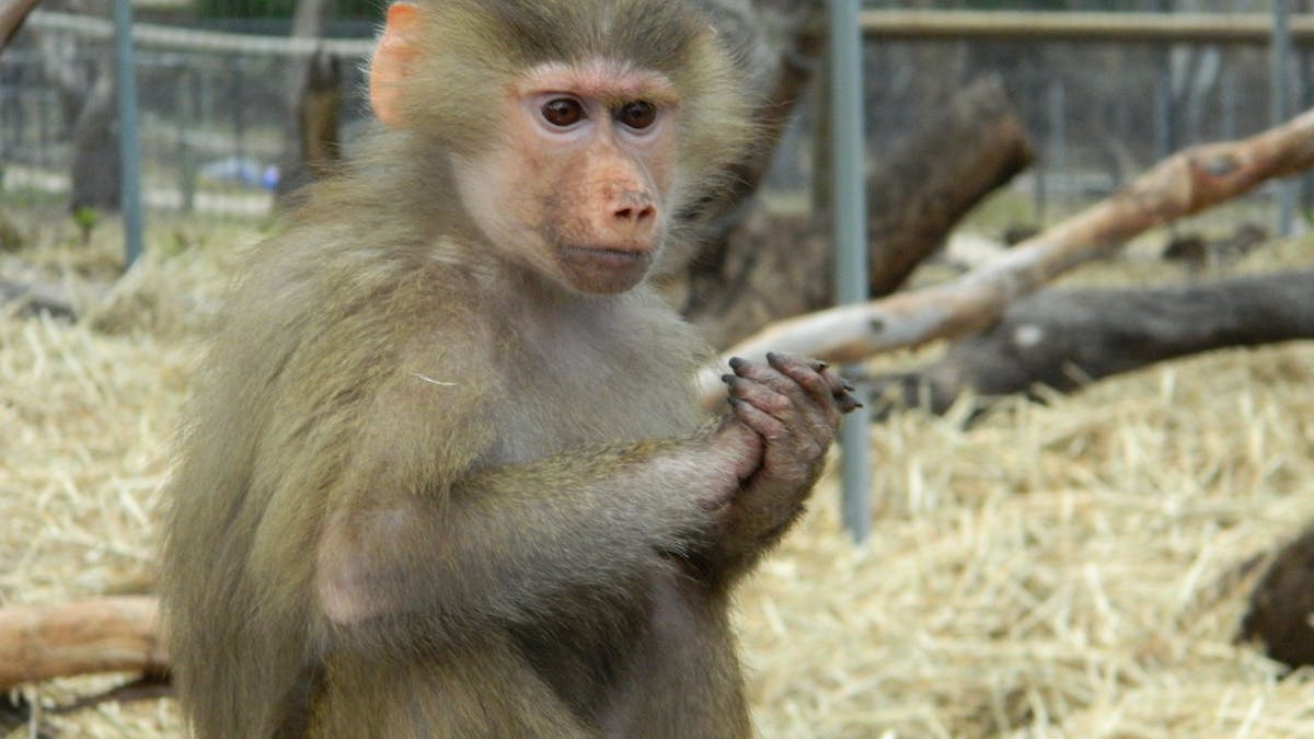 Hamadryas Baboon young female