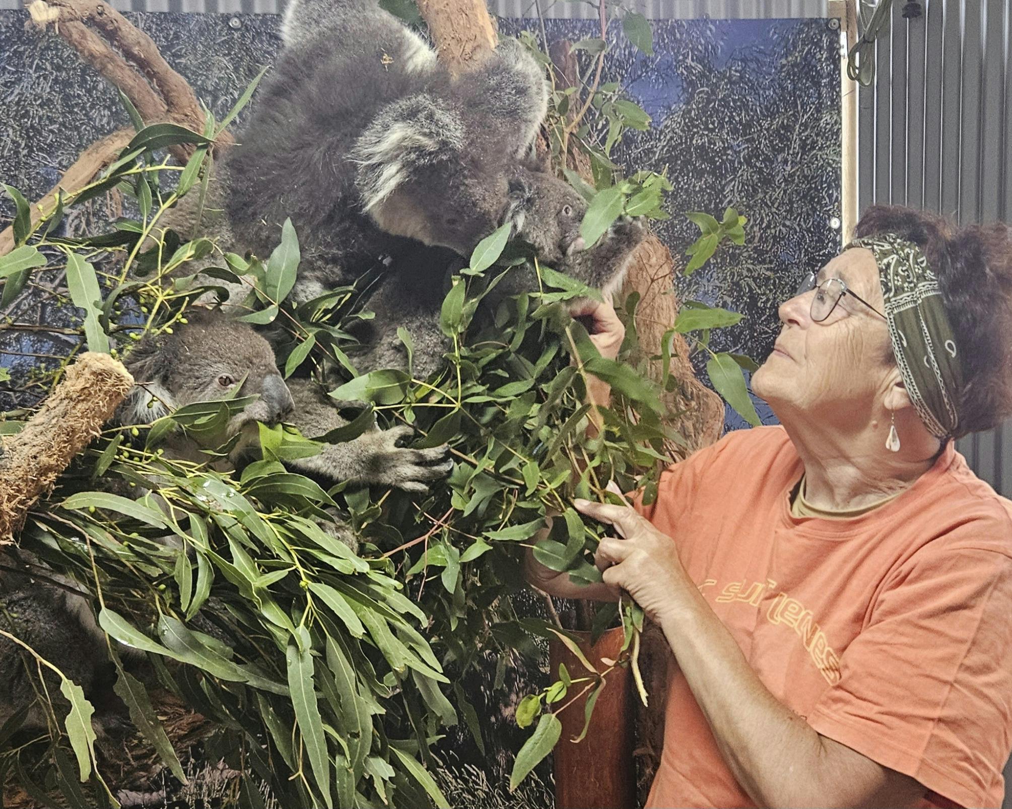 Fauna Australia Koala Experience