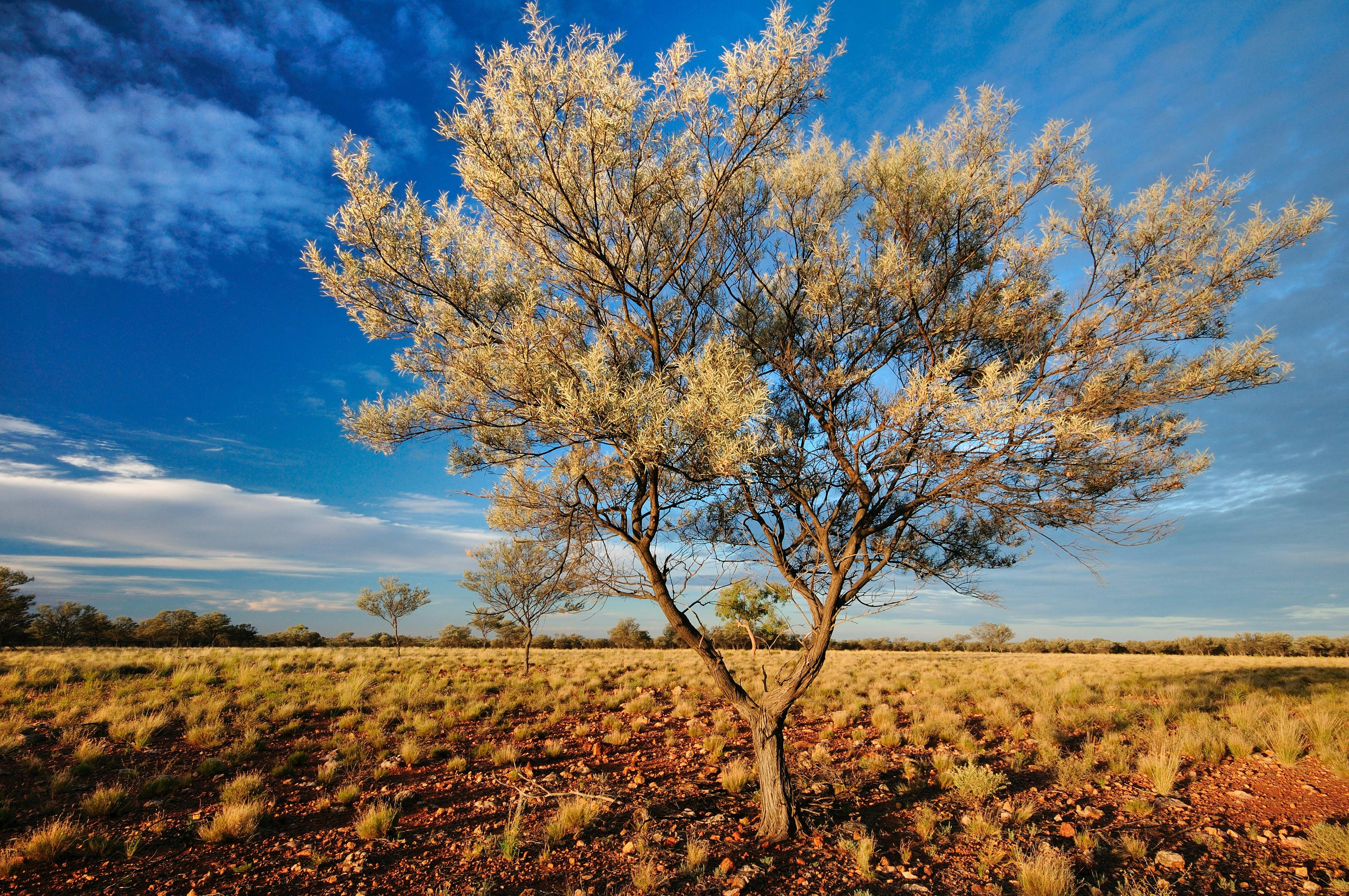 Open grassland with mulga shrubs Acacia aneura and western bloodwood Eucalyptus terminalis.