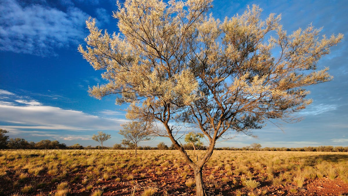 Open grassland with mulga shrubs on Bowra Wildlife Sanctuary