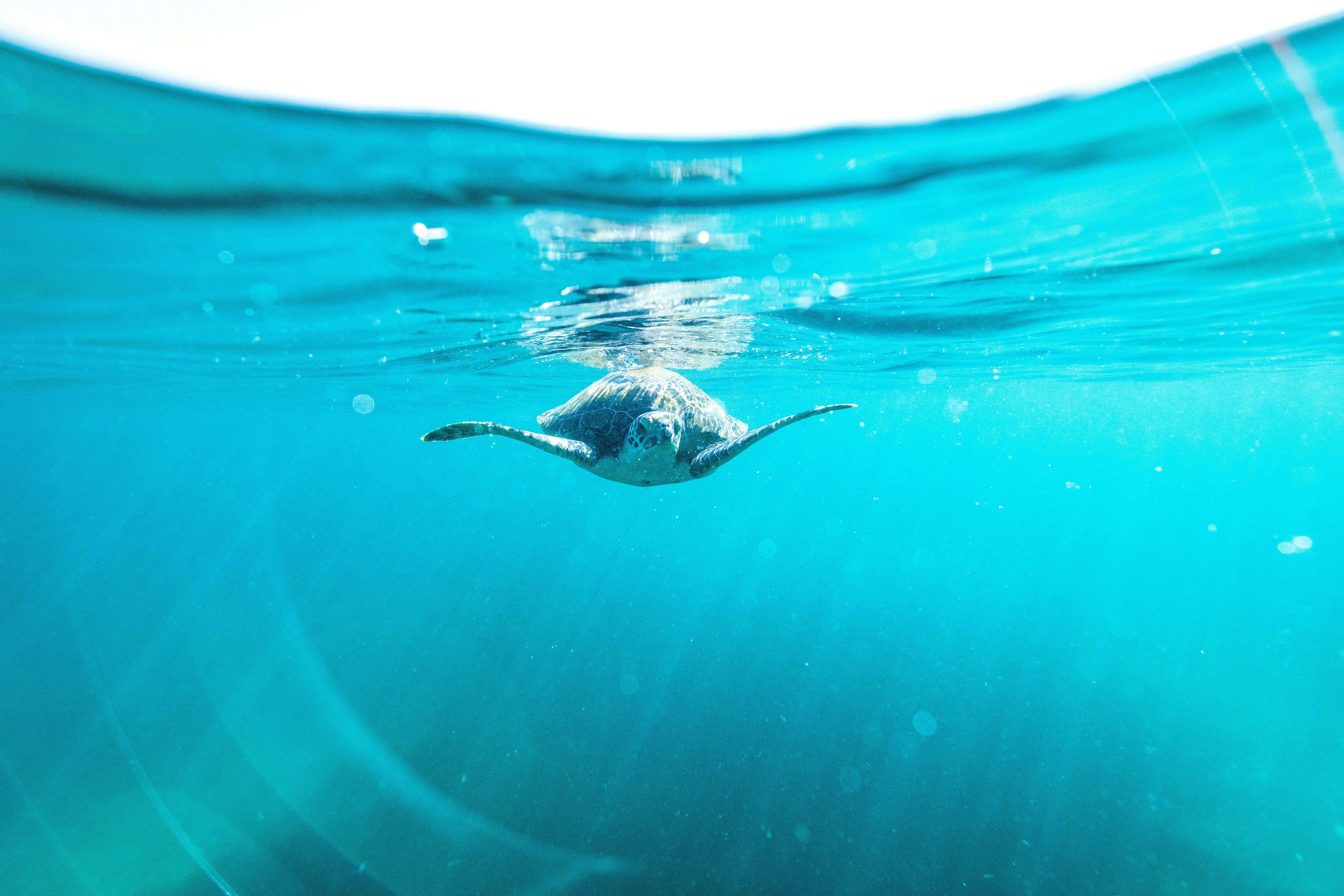Manly-Schnorcheltour zum Cabbage Tree Bay Aquatic Reserve Shelly Beach