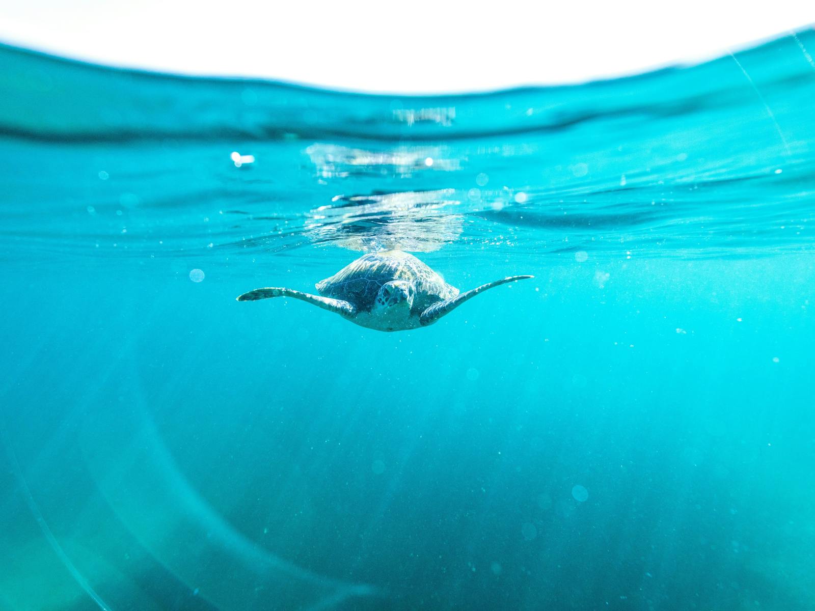 マンリーのキャベッジツリーベイ水生保護区とシェリービーチのシュノーケリングツアー