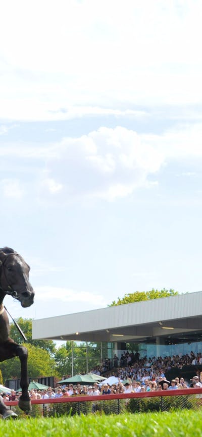 Horses on the track with crowded stands in the background