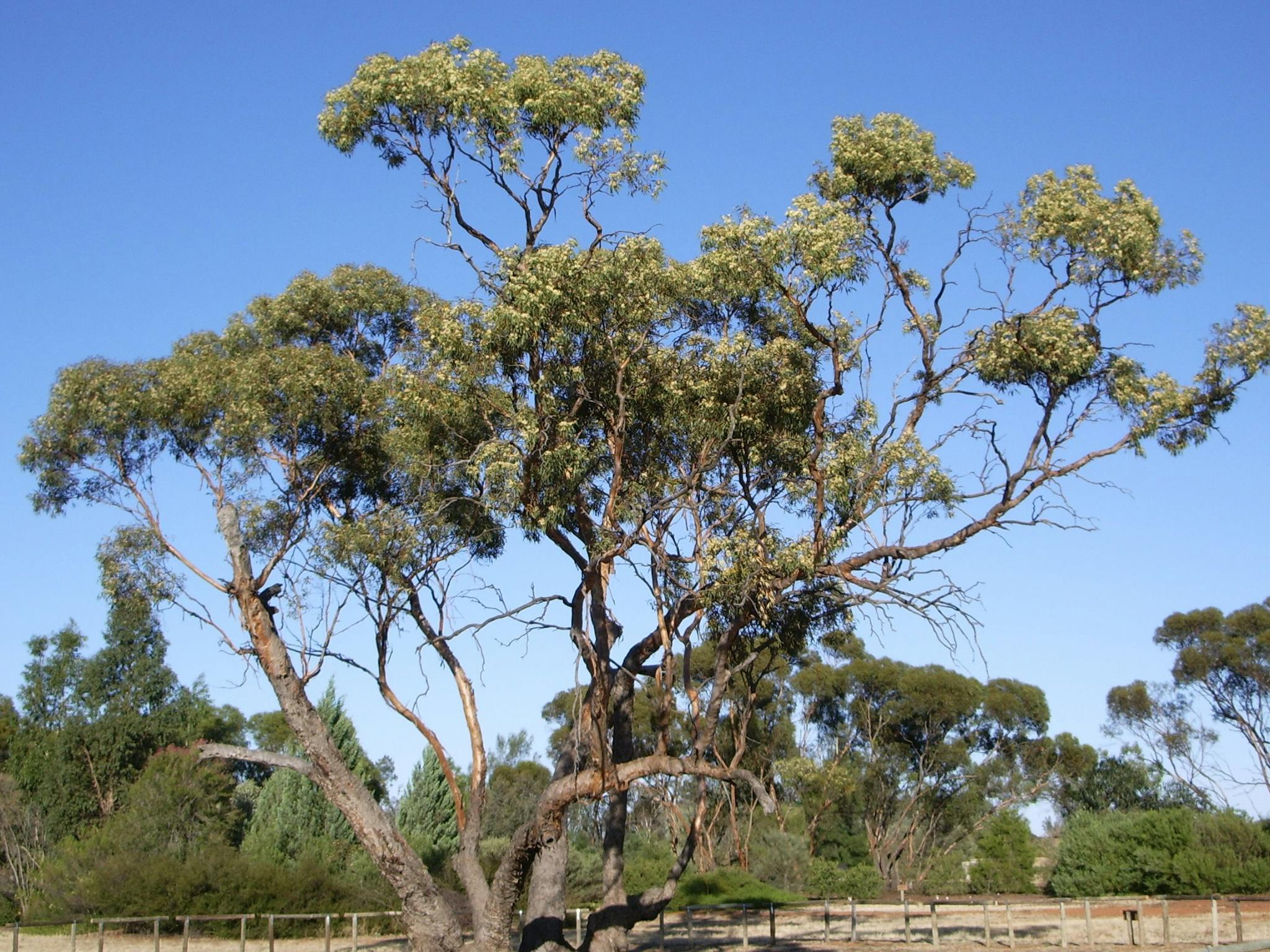 Australian Inland Botanic Gardens