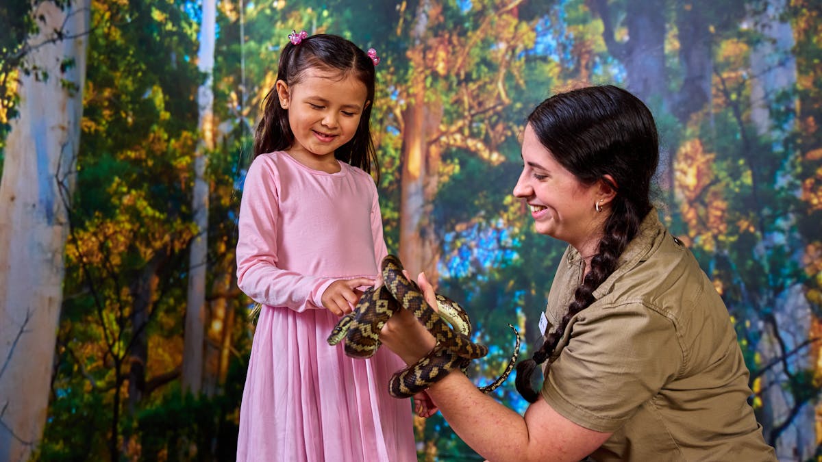 A young visitor interacting with a Darwin Carpet Python under the supervision of a wildlife keeper.