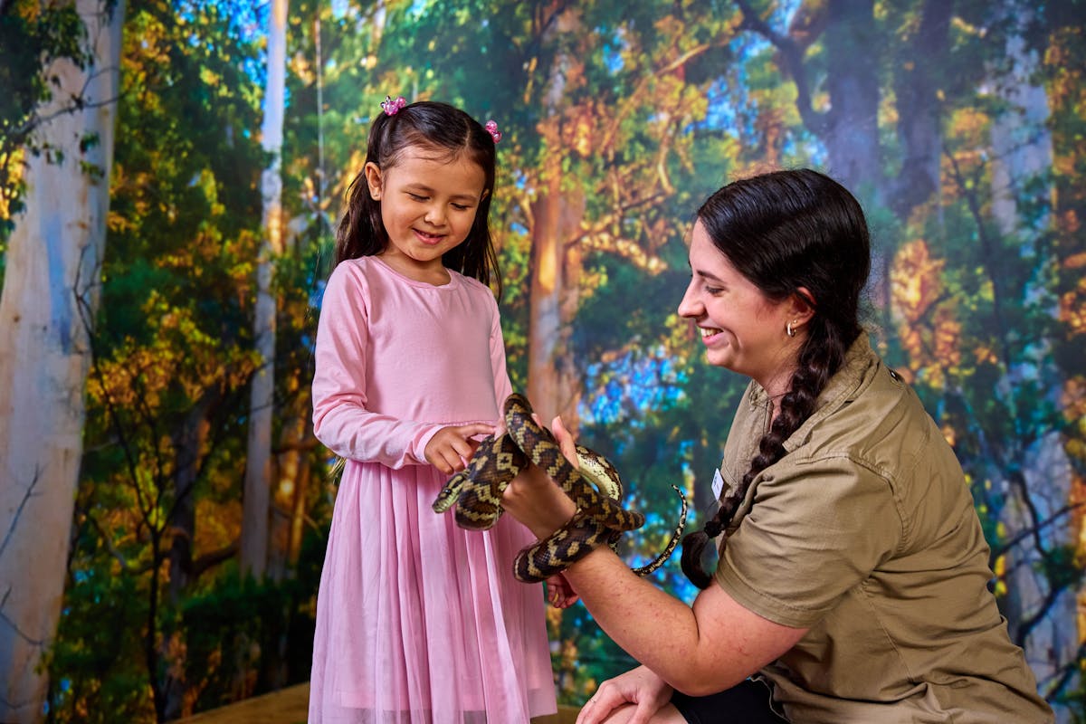 A young visitor interacting with a Darwin Carpet Python under the supervision of a wildlife keeper.