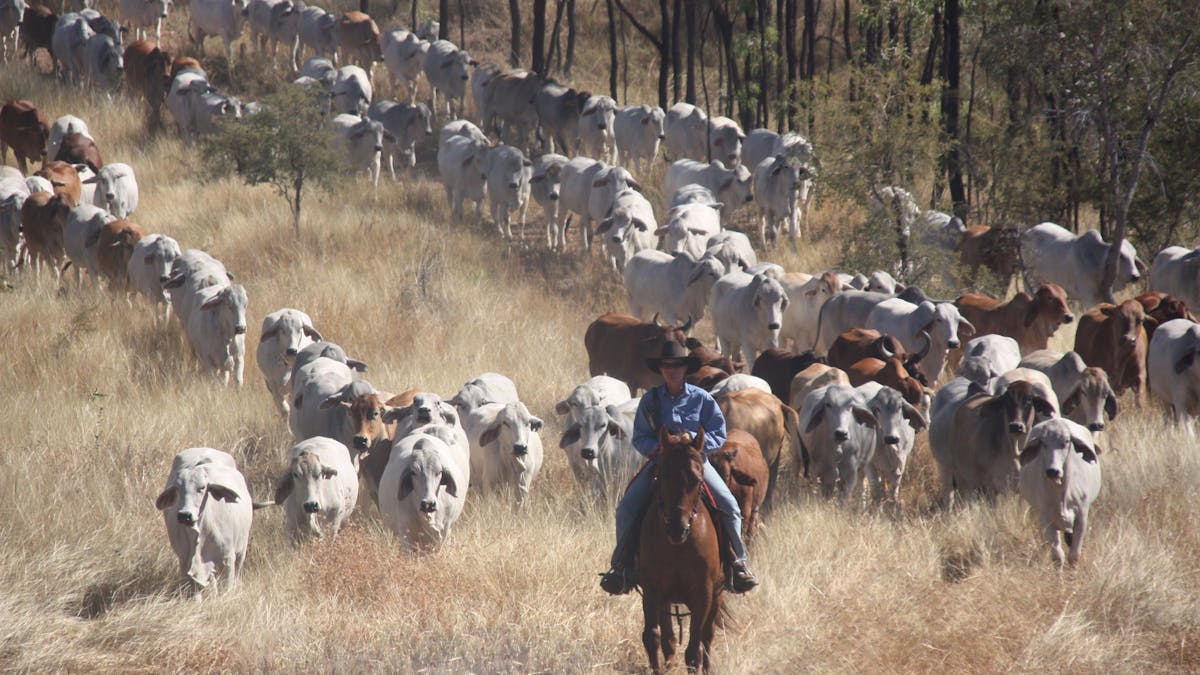 Mustering by horseback at Gilberton Outback Retreat