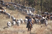 Mustering by horseback at Gilberton Outback Retreat