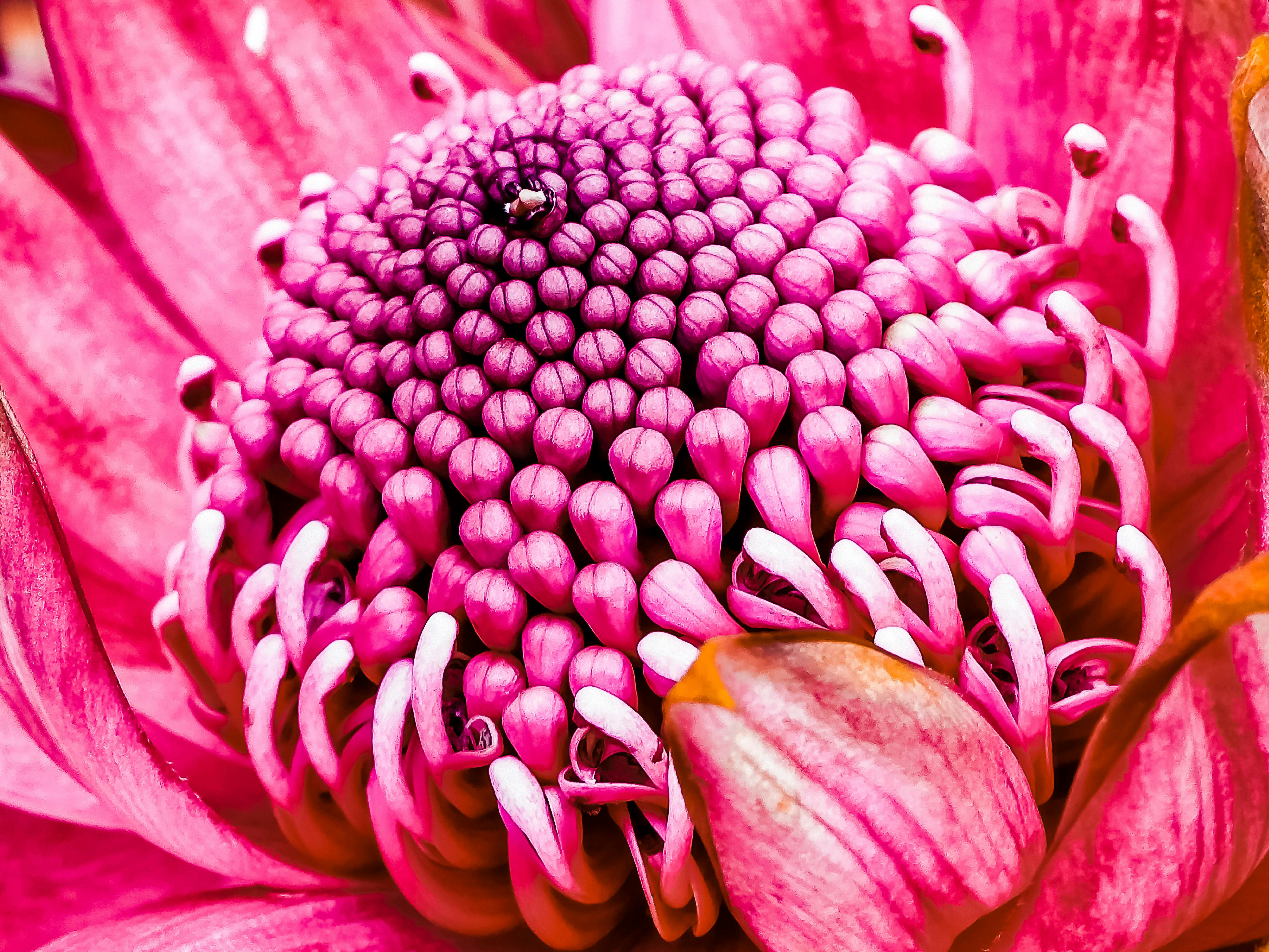 Waratah