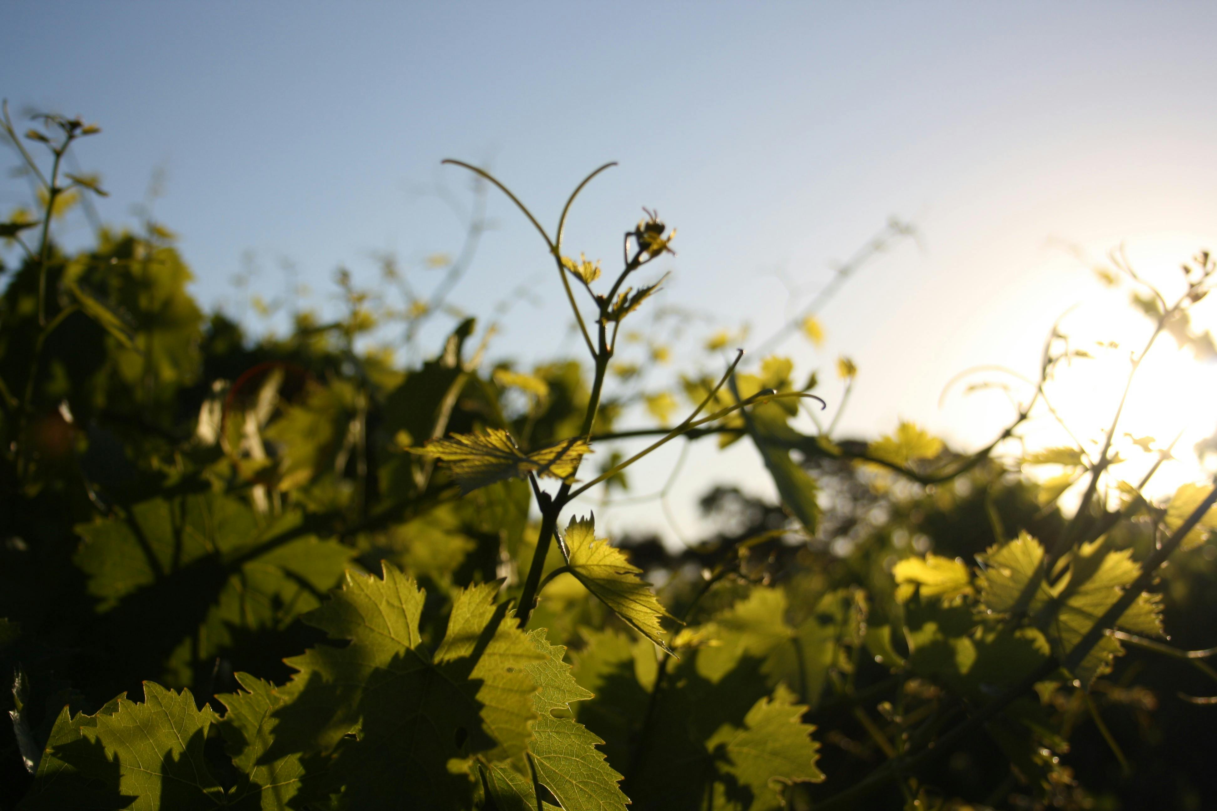 Stumpy Gully Vineyard