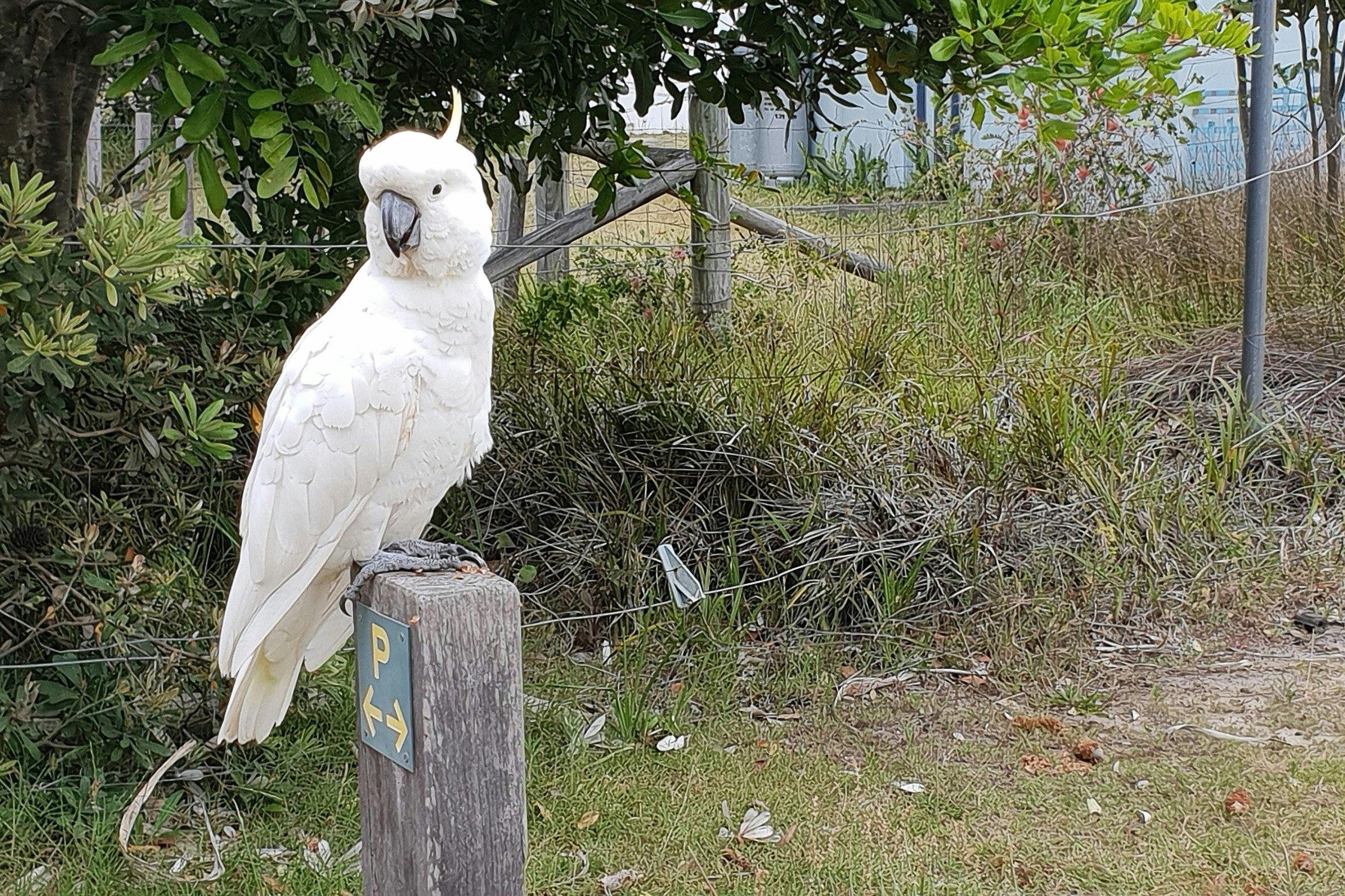 木の棒の上に立っているキバタン