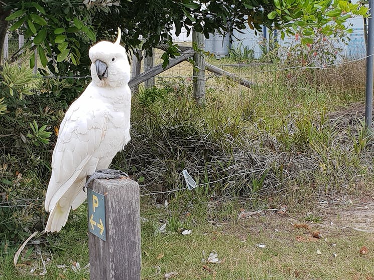 Sulphur crested cockatoo standing on a wooden pole