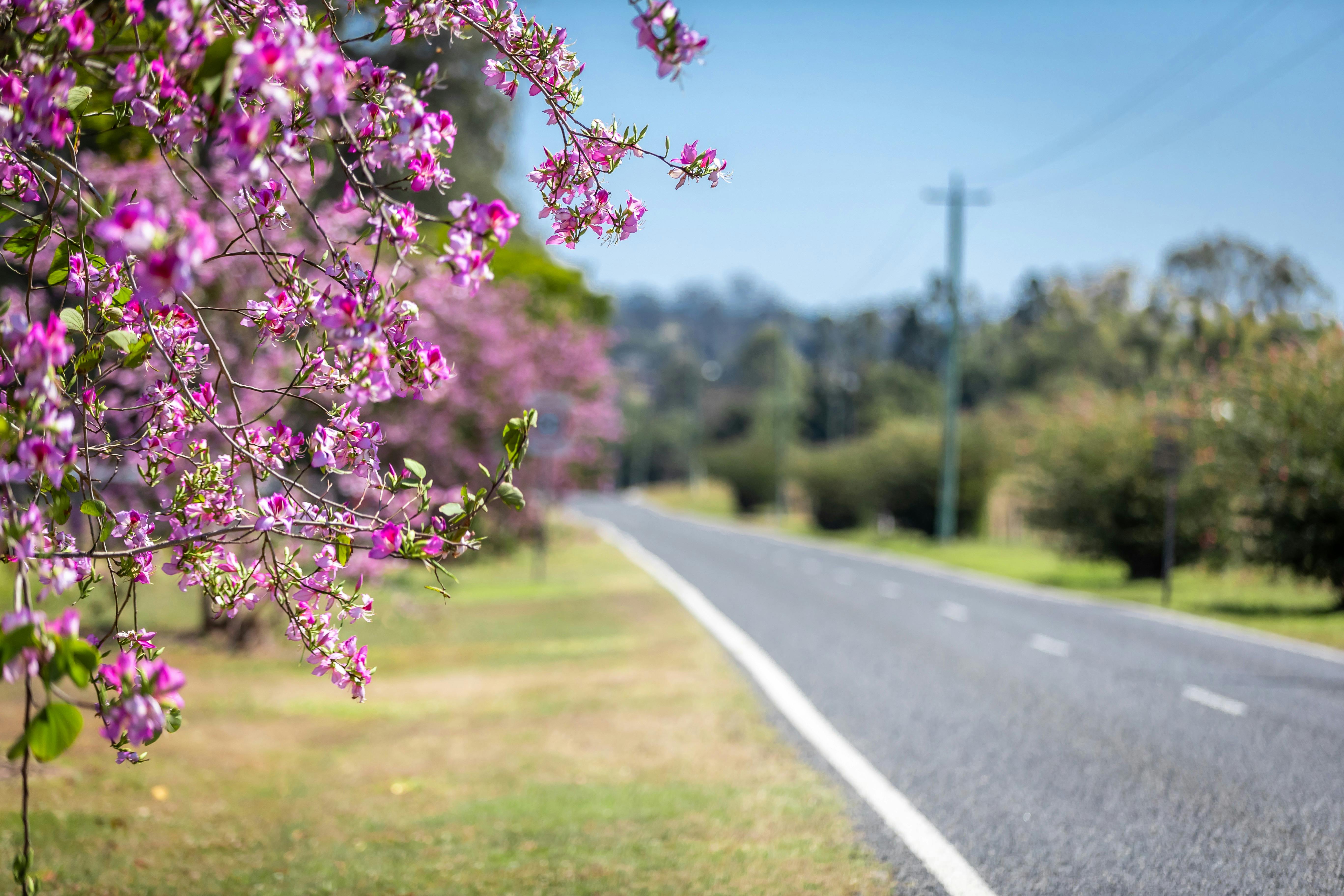 Mary Valley Scenic Drive