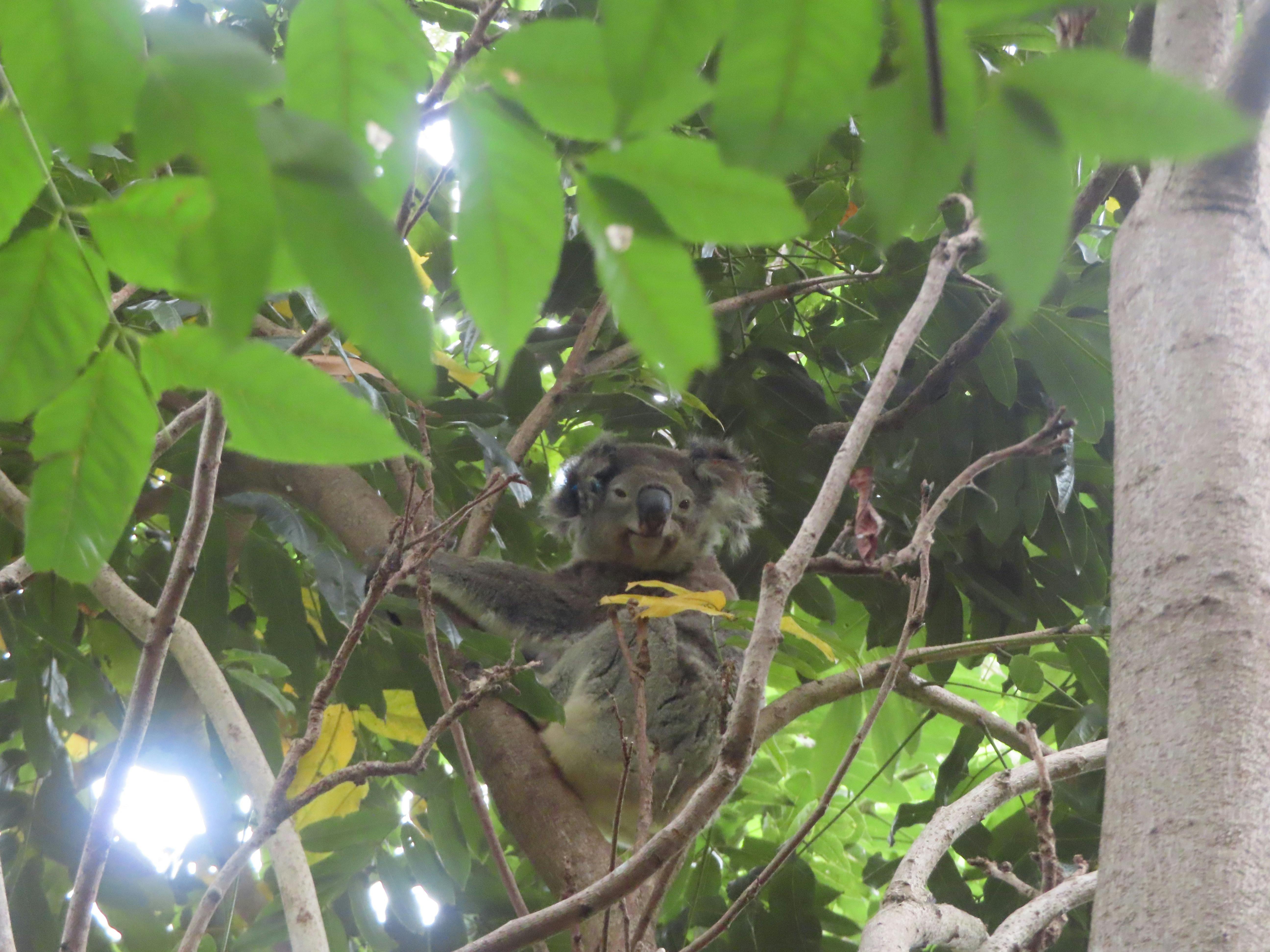 Discover koalas in the wild with Ranger Stacey and the Detection Dogs