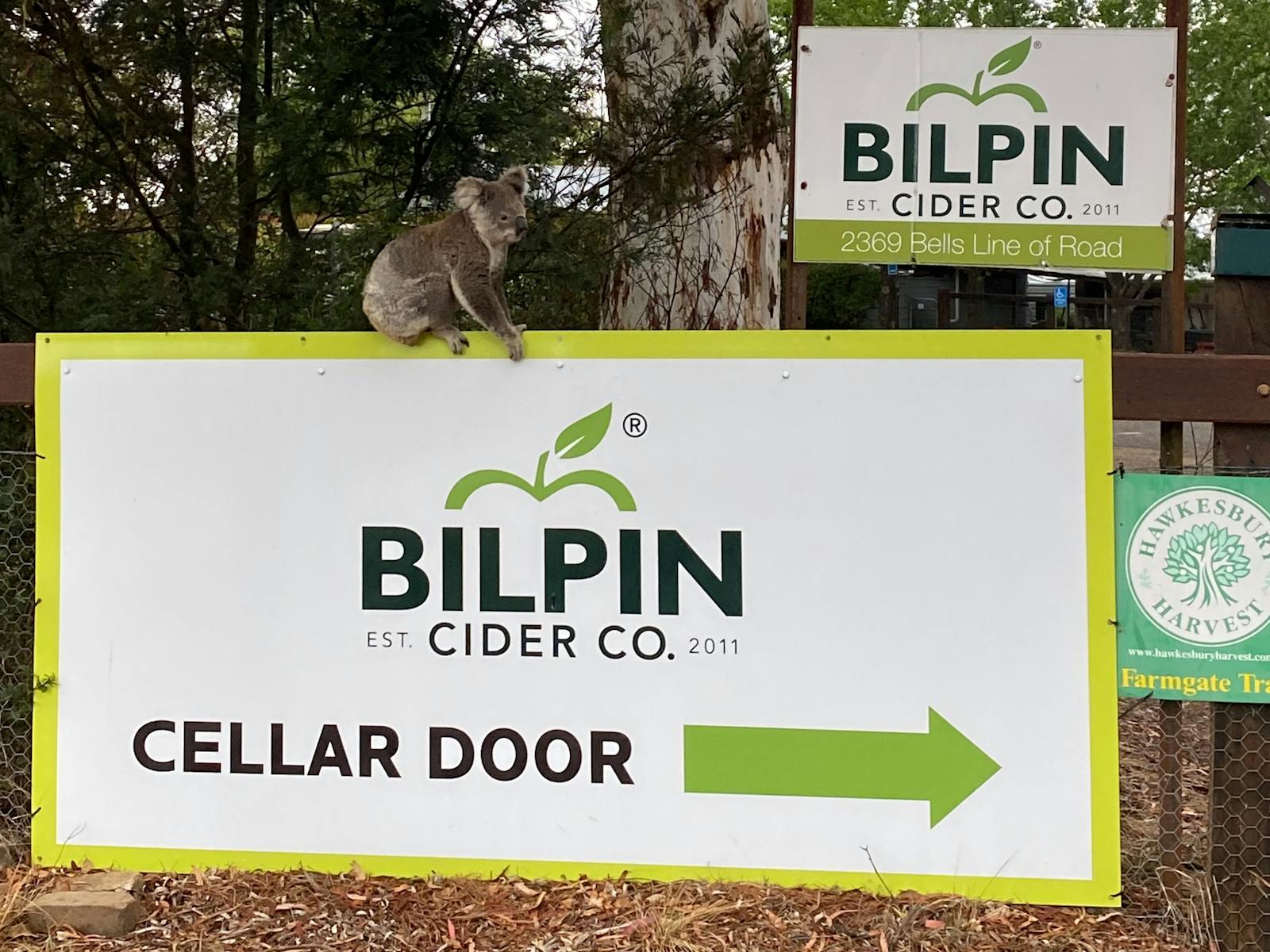 Rick, the resident Koala