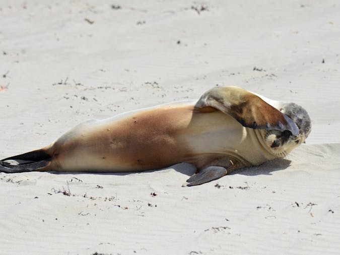 1 Day1 Night Kangaroo Island Wildlife Experience Tour