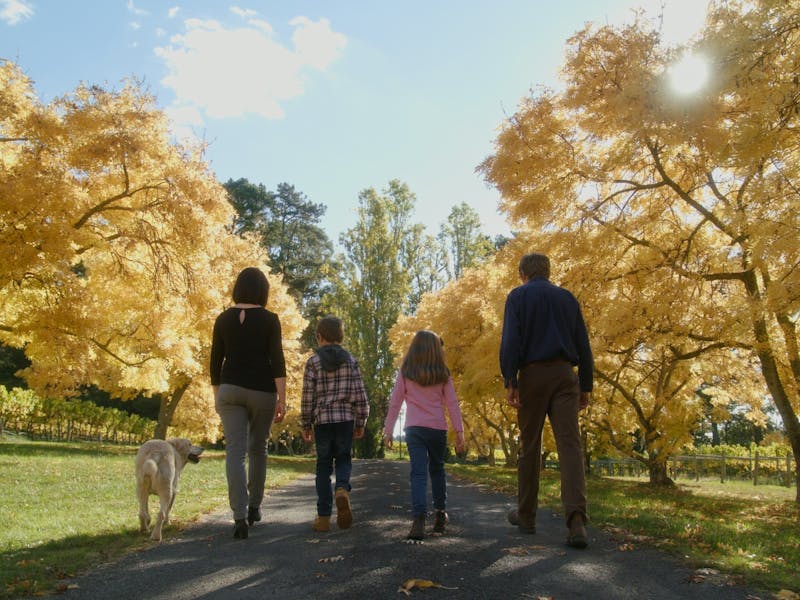 The Hoskins family at Brangayne of Orange Vineyard. Driveway lined with Golden Ash trees in Autumn
