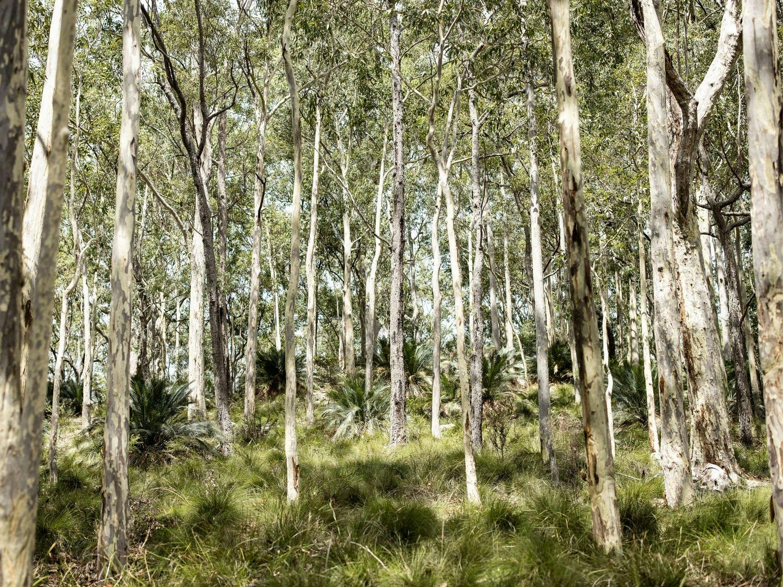 Bundanon landscape