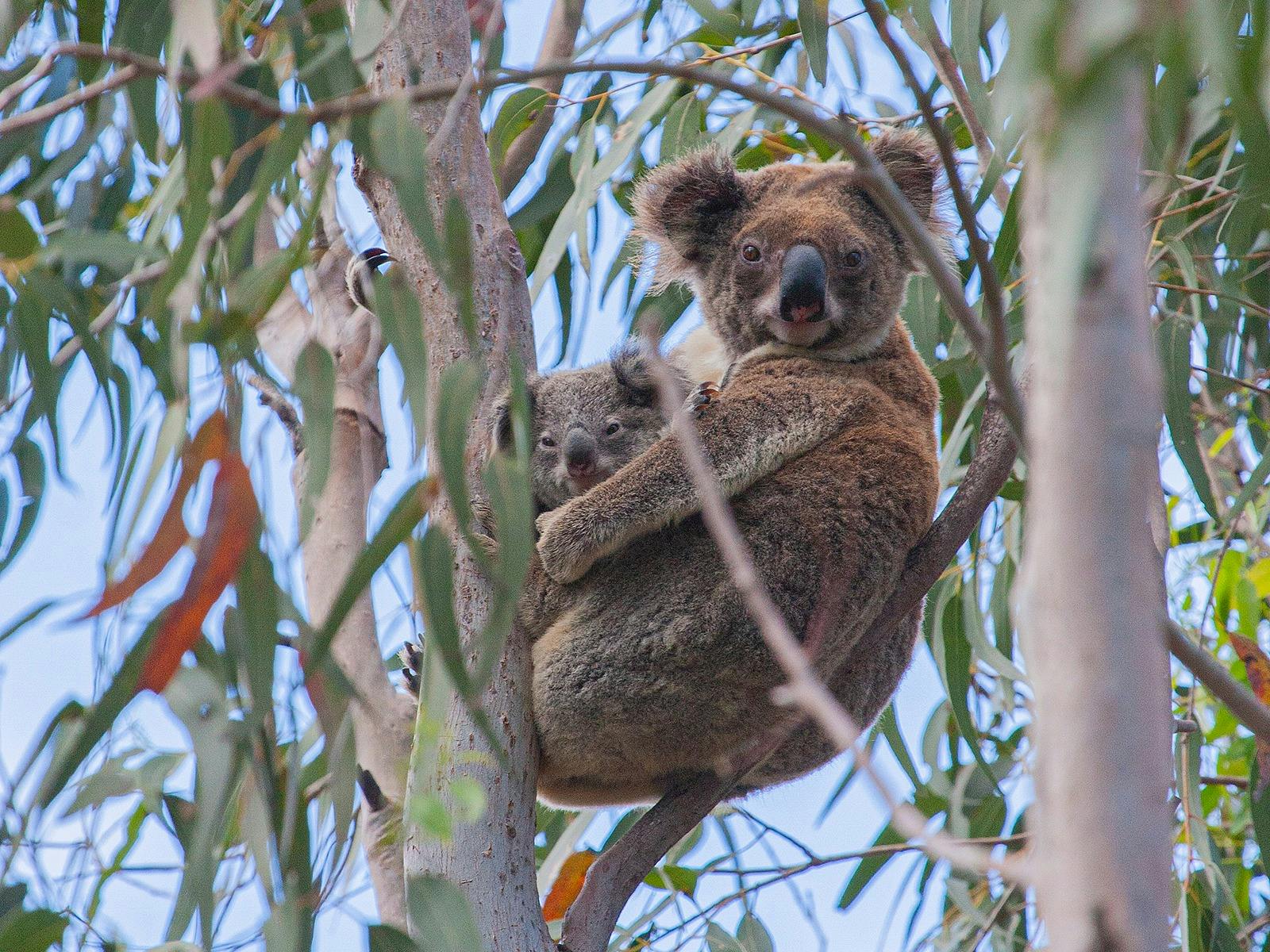 Koala with joey North Stradbroke Island
