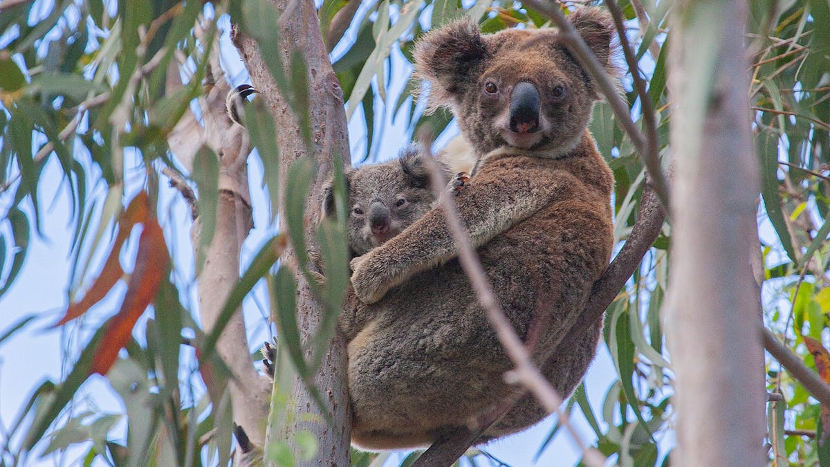 Cute Koala encounters on the private North Stradbroke island Tour with private tour guide Anita