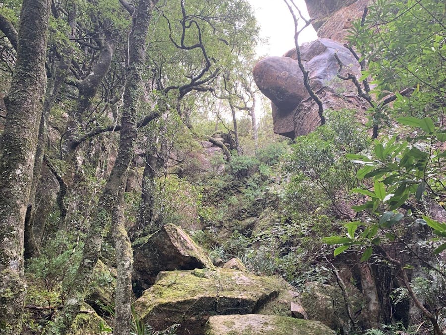 Hoddles Track Kiama